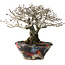 Diospyros kaki, 18 cm, ± 25 jaar oud, met een nebari van 9 cm, in een handgemaakte Japanse pot van Bunsan