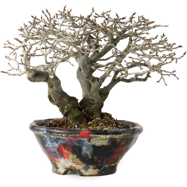 Diospyros kaki, 18 cm, ± 25 ans, avec un nebari de 9 cm, dans un pot japonais fait main par Bunsan