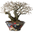 Diospyros kaki, 18 cm, ± 25 jaar oud, met een nebari van 9 cm, in een handgemaakte Japanse pot van Bunsan