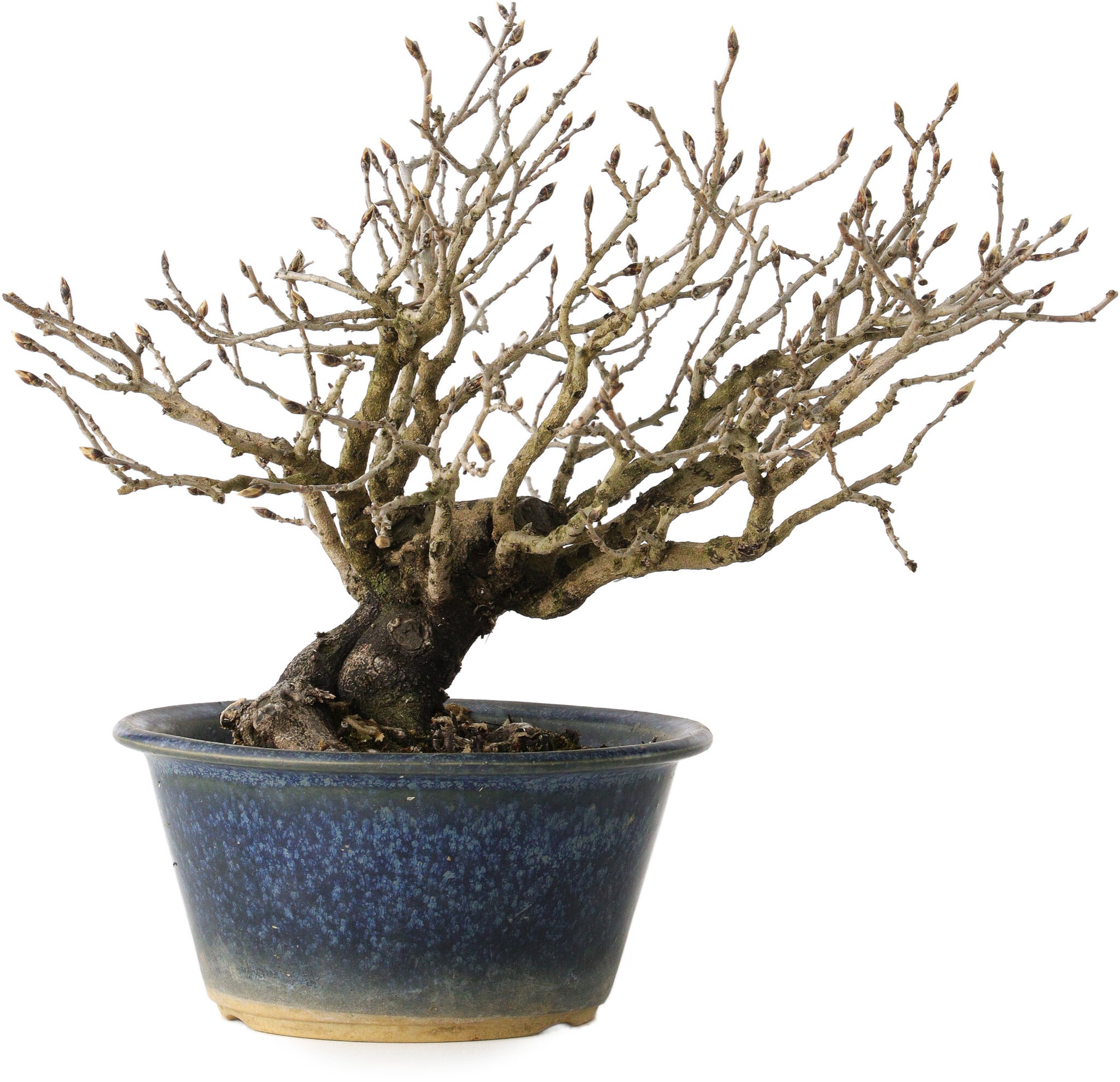 Diospyros kaki, 18 cm,  20 Jahre alt - Bonsai Plaza