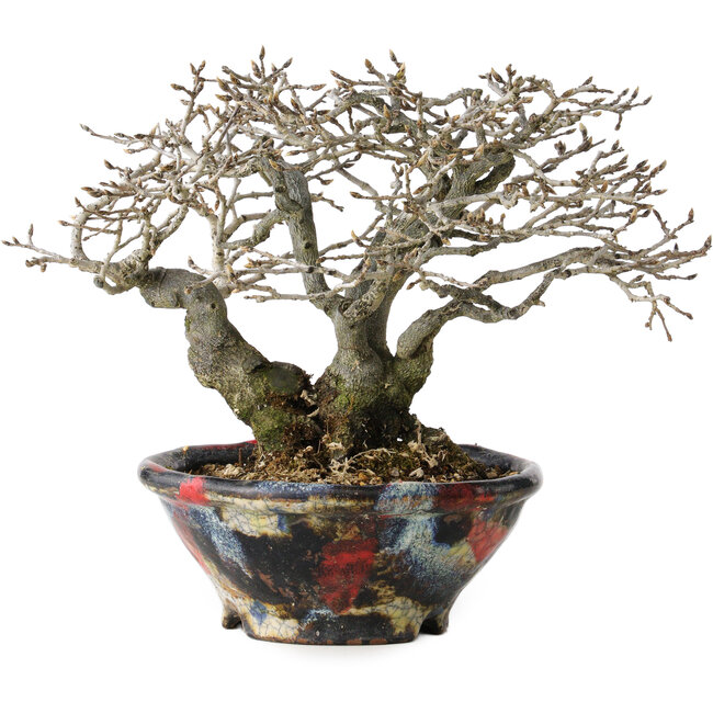 Diospyros kaki, 18 cm, ± 25 ans, avec un nebari de 9 cm, dans un pot japonais fait main par Bunsan