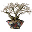 Diospyros kaki, 18 cm, ± 25 jaar oud, met een nebari van 9 cm, in een handgemaakte Japanse pot van Bunsan