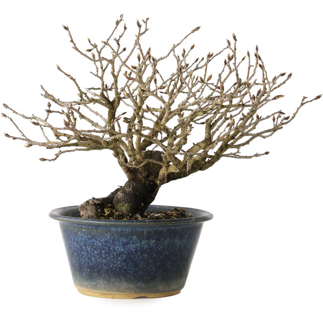 Diospyros kaki, 18 cm, ± 20 years old