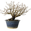 Diospyros kaki, 18 cm, ± 20 jaar oud