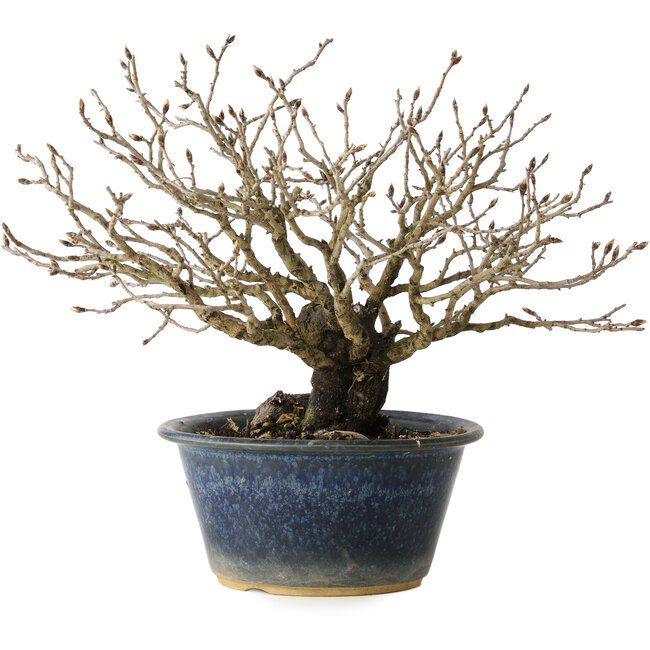 Diospyros kaki, 18 cm, ± 20 anni