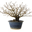 Diospyros kaki, 18 cm, ± 20 jaar oud