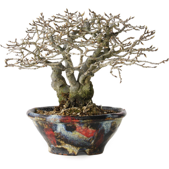 Diospyros kaki, 18 cm, ± 25 anni, con un nebari di 9 cm, in un vaso giapponese fatto a mano da Bunsan