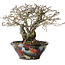 Diospyros kaki, 18 cm, ± 25 years old, with a nebari of 9 cm, in a handmade Japanese pot by Bunsan