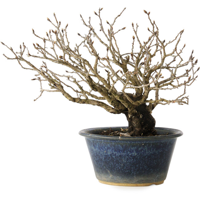 Diospyros kaki, 18 cm, ± 20 jaar oud