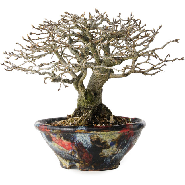 Diospyros kaki, 18 cm, ± 25 Jahre alt, mit einem Nebari von 9 cm, in einem handgefertigten japanischen Topf von Bunsan