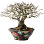 Diospyros kaki, 18 cm, ± 25 jaar oud, met een nebari van 9 cm, in een handgemaakte Japanse pot van Bunsan