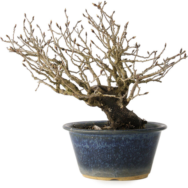 Diospyros kaki, 18 cm, ± 20 anni