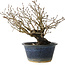 Diospyros kaki, 18 cm, ± 20 jaar oud