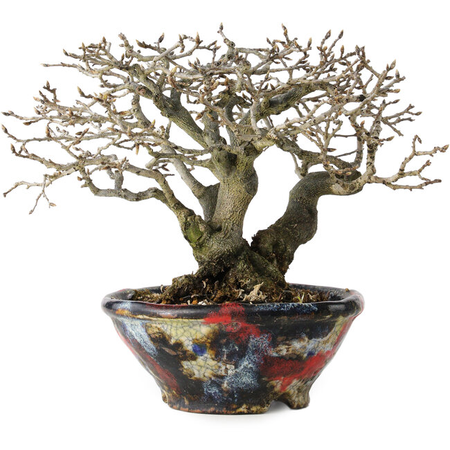 Diospyros kaki, 18 cm, ± 25 years old, with a nebari of 9 cm, in a handmade Japanese pot by Bunsan