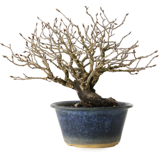 Diospyros kaki, 18 cm, ± 20 jaar oud