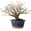 Diospyros kaki, 18 cm, ± 20 jaar oud