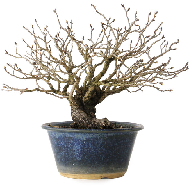 Diospyros kaki, 18 cm, ± 20 años