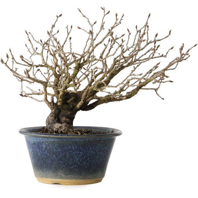 Diospyros kaki, 18 cm, ± 20 jaar oud