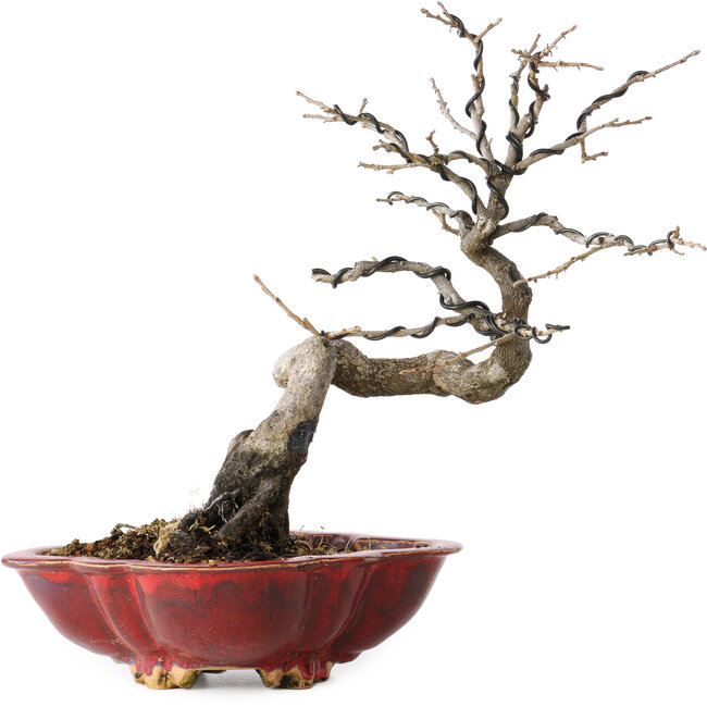 Diospyros kaki, 31 cm, ± 25 jaar oud, met een nebari van 5 cm, in een handgemaakte Japanse pot van Sharaku