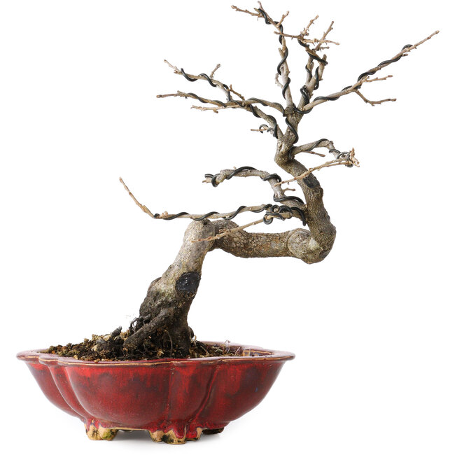 Diospyros kaki, 31 cm, ± 25 years old, with a nebari of 5 cm, in a handmade Japanese pot by Sharaku