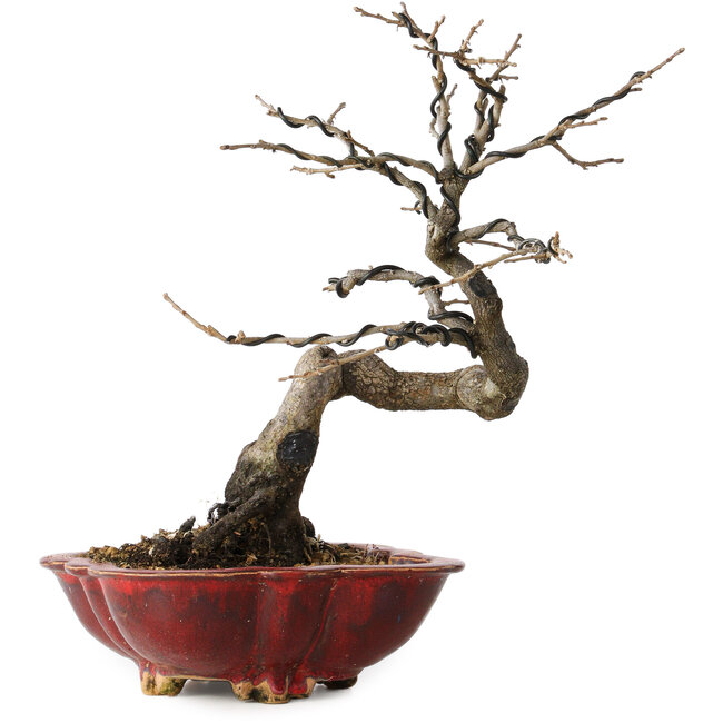 Diospyros kaki, 31 cm, ± 25 jaar oud, met een nebari van 5 cm, in een handgemaakte Japanse pot van Sharaku