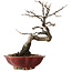 Diospyros kaki, 31 cm, ± 25 years old, with a nebari of 5 cm, in a handmade Japanese pot by Sharaku
