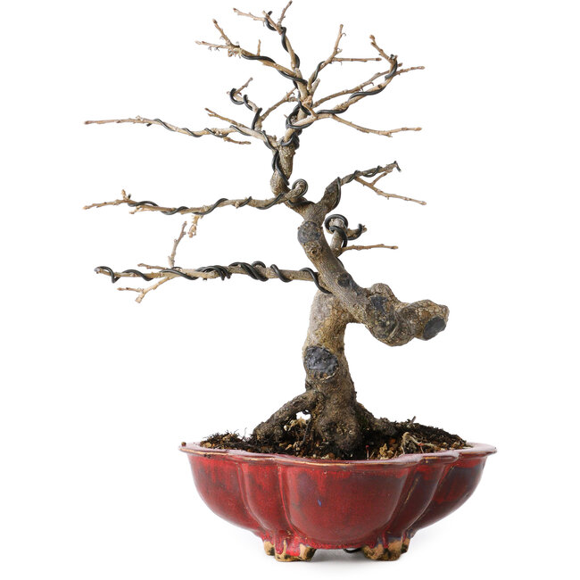 Diospyros kaki, 31 cm, ± 25 años, con un nebari de 5 cm, en una maceta japonesa hecha a mano por Sharaku