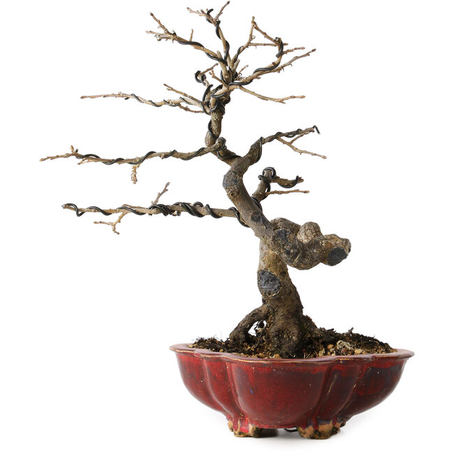 Diospyros kaki, 31 cm, ± 25 years old, with a nebari of 5 cm, in a handmade Japanese pot by Sharaku