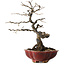 Diospyros kaki, 31 cm, ± 25 jaar oud, met een nebari van 5 cm, in een handgemaakte Japanse pot van Sharaku