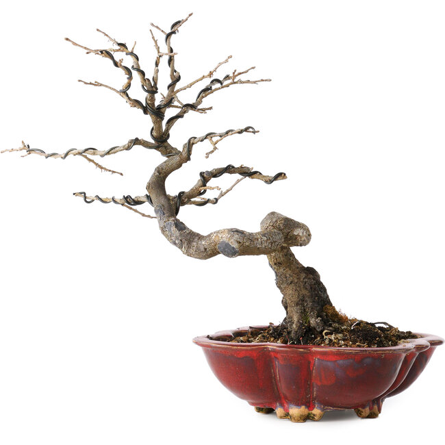 Diospyros kaki, 31 cm, ± 25 Jahre alt, mit einem Nebari von 5 cm, in einem handgefertigten japanischen Topf von Sharaku