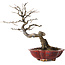 Diospyros kaki, 31 cm, ± 25 years old, with a nebari of 5 cm, in a handmade Japanese pot by Sharaku