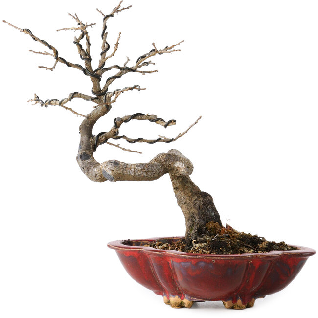 Diospyros kaki, 31 cm, ± 25 Jahre alt, mit einem Nebari von 5 cm, in einem handgefertigten japanischen Topf von Sharaku