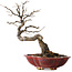 Diospyros kaki, 31 cm, ± 25 years old, with a nebari of 5 cm, in a handmade Japanese pot by Sharaku