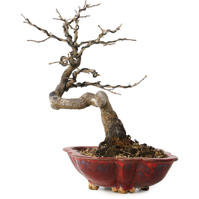 Diospyros kaki, 31 cm, ± 25 jaar oud, met een nebari van 5 cm, in een handgemaakte Japanse pot van Sharaku