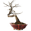 Diospyros kaki, 31 cm, ± 25 years old, with a nebari of 5 cm, in a handmade Japanese pot by Sharaku
