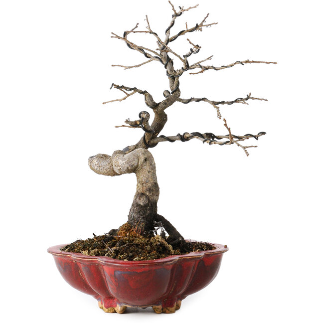 Diospyros kaki, 31 cm, ± 25 years old, with a nebari of 5 cm, in a handmade Japanese pot by Sharaku