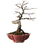 Diospyros kaki, 31 cm, ± 25 jaar oud, met een nebari van 5 cm, in een handgemaakte Japanse pot van Sharaku