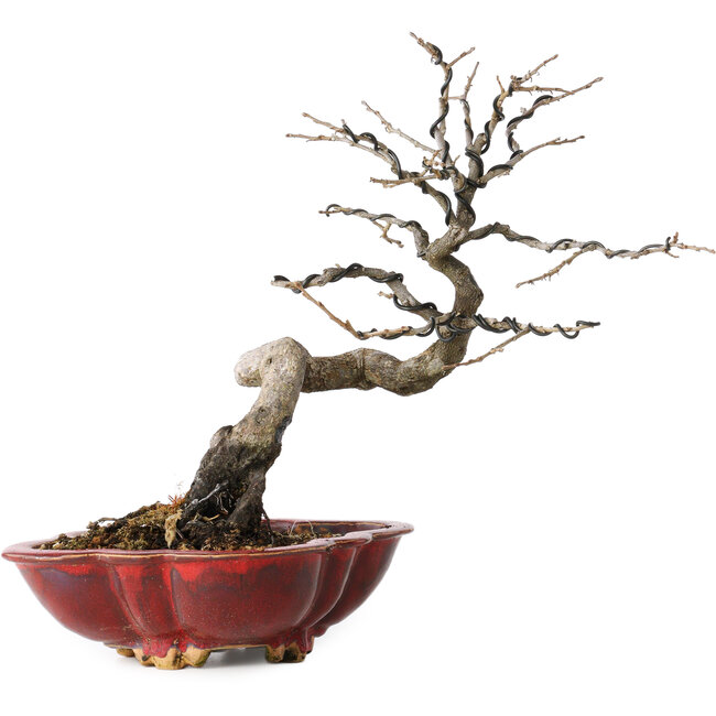 Diospyros kaki, 31 cm, ± 25 jaar oud, met een nebari van 5 cm, in een handgemaakte Japanse pot van Sharaku