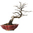 Diospyros kaki, 31 cm, ± 25 years old, with a nebari of 5 cm, in a handmade Japanese pot by Sharaku