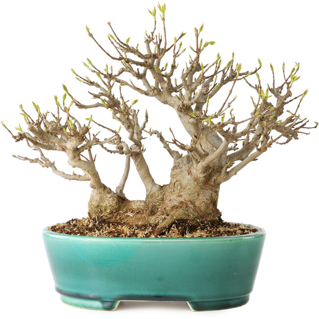 Acer buergerianum, 21 cm, ± 30 jaar oud, met een nebari van 15 cm