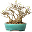 Acer buergerianum, 21 cm, ± 30 jaar oud, met een nebari van 15 cm