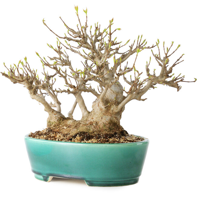 Acer buergerianum, 21 cm, ± 30 jaar oud, met een nebari van 15 cm