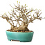 Acer buergerianum, 21 cm, ± 30 jaar oud, met een nebari van 15 cm