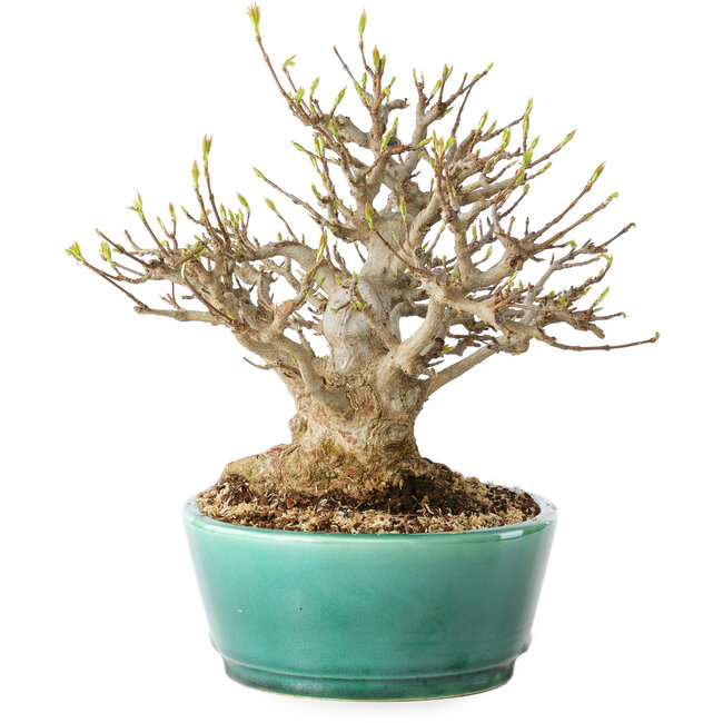 Acer buergerianum, 21 cm, ± 30 años, con un nebari de 15 cm