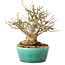 Acer buergerianum, 21 cm, ± 30 jaar oud, met een nebari van 15 cm