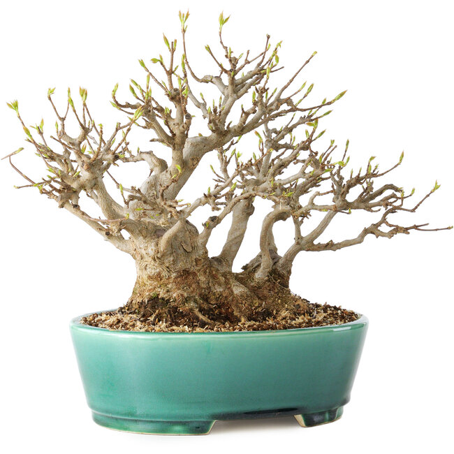 Acer buergerianum, 21 cm, ± 30 Jahre alt, mit einem Nebari von 15 cm