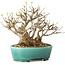 Acer buergerianum, 21 cm, ± 30 jaar oud, met een nebari van 15 cm