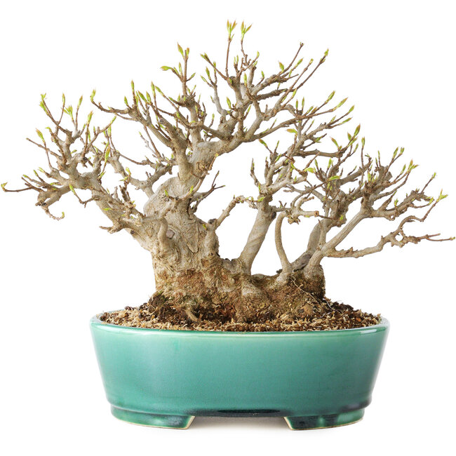 Acer buergerianum, 21 cm, ± 30 Jahre alt, mit einem Nebari von 15 cm