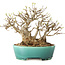 Acer buergerianum, 21 cm, ± 30 jaar oud, met een nebari van 15 cm
