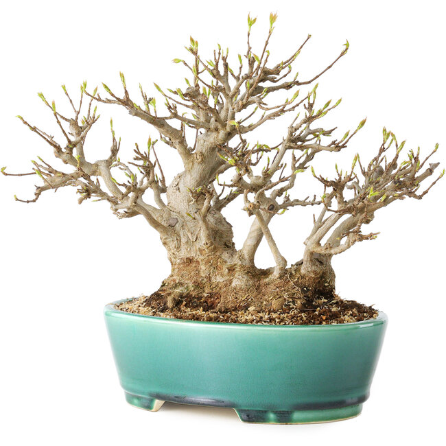 Acer buergerianum, 21 cm, ± 30 anni, con un nebari di 15 cm